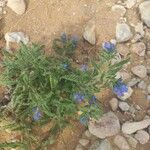 Echium horridum Leaf