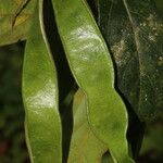 Inga marginata Fruit