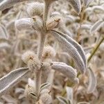 Mercurialis tomentosa Fruit