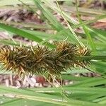 Carex spicata Φρούτο