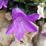 Campanula morettiana Flower