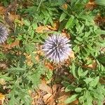 Echinops bannaticusFlower