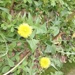 Taraxacum campylodes花