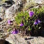 Primula glutinosa Blomst