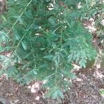 Acacia baileyana Blad