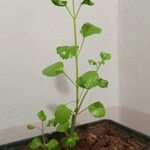 Plectranthus verticillatus Листок