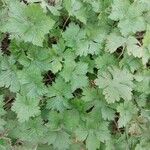 Geranium wlassovianum Yaprak