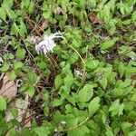 Epimedium grandiflorum Leaf