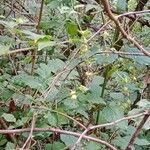 Silene baccifera Hábito