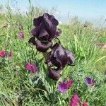 Iris atrofusca Blomma