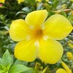 Allamanda cathartica 花