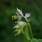 Streptolirion volubile Flower