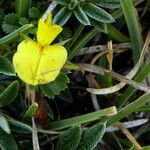 Ononis striata Flower