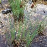 Typha minima Virág