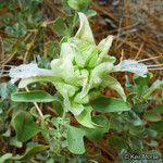 Salvia pachyphylla Habitus