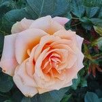 Rosa foetidaFlower