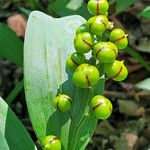 Maianthemum stellatum Ffrwyth