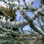 Eucalyptus pulverulenta Blad