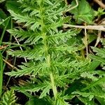 Pedicularis foliosa List