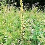 Verbascum nigrum പുഷ്പം