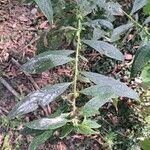 Carpesium abrotanoides Hoja