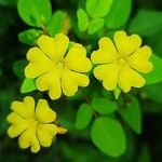 Oxalis frutescens Blomst