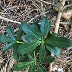 Chimaphila umbellata Folha