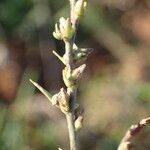 Thymelaea passerina Fruit