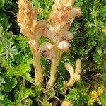 Orobanche caryophyllacea 叶