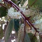 Roupala montana Flower