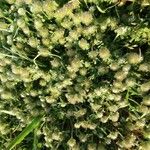 Trifolium cherleri Blomma