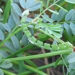 Hippocrepis biflora Fruit