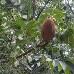 Swietenia mahagoni Плод
