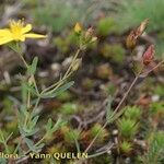 Hypericum linariifolium आदत