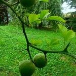 Citrus trifoliata ഫലം