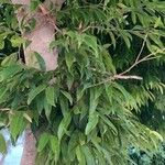 Ficus maclellandii Leaf