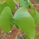 Colophospermum mopane 葉