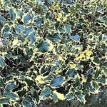 Ilex aquifolium পাতা
