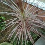 Dracaena reflexaDeilen