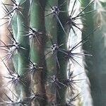 Cereus aethiops Leaf