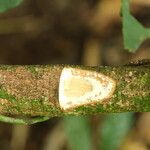 Landolphia robustior Bark