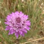 Scabiosa atropurpureaFlor