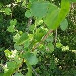 Fallopia scandens Leaf