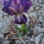 Iris lutescens Hàbitat