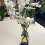 Solanum jasminoides Flower