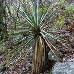 Yucca madrensis Habit