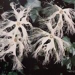 Trichosanthes cucumerina Blüte