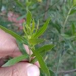 Baccharis dracunculifolia Foglia