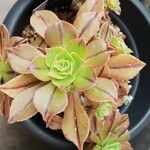 Aeonium leucoblepharum Hoja