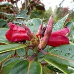 Rhododendron sherriffii Цвят